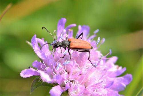 Réf. 273 664 : Anastrangalia sp.